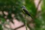 Amazonas06 - 424 * Tropical Kingbird.